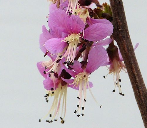 Ungnadia speciosa: Mexican Buckeye - rose colored flower
