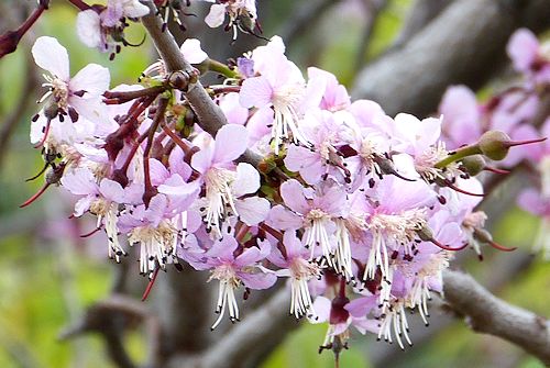 Ungnadia speciosa: Mexican Buckeye - pink flowers
