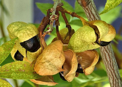 Ungnadia speciosa: Mexican Buckeye - seed pods