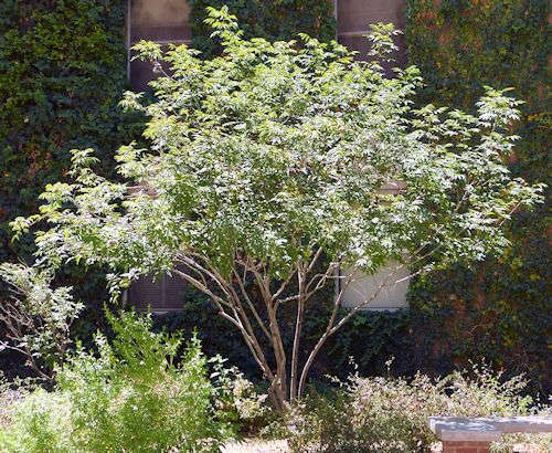 Ungnadia speciosa: Mexican Buckeye