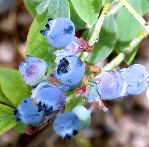 Blueberry: Vaccinium - fruit