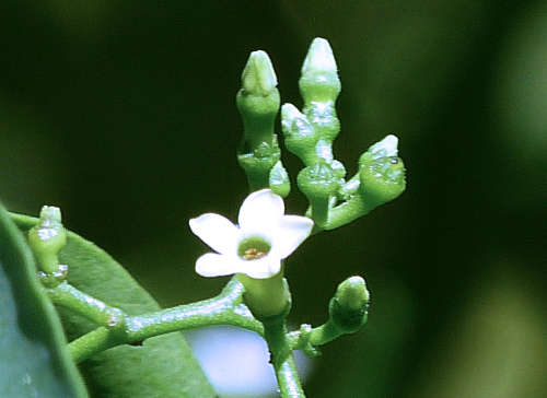 Vallesia glabra flower