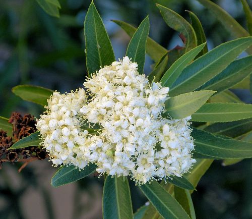 Vauquelinia californica: Arizona Rosewood - flowers