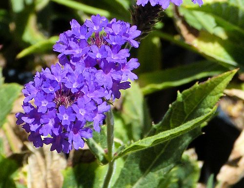 Verbena rigida: Slender Vervain