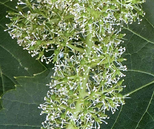 Wine Grape: Vitis vinifera - flowers
