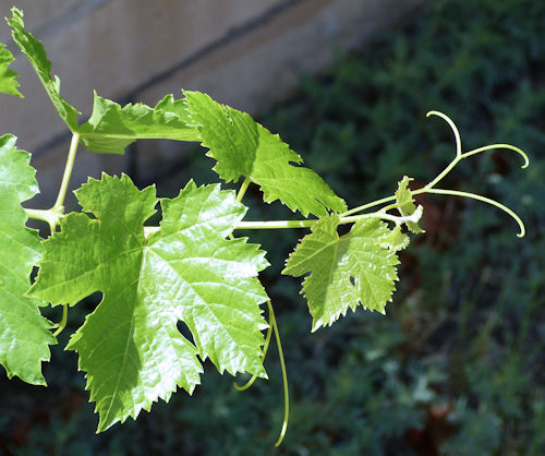 Wine Grape: Vitis vinifera - leaves and tendrils