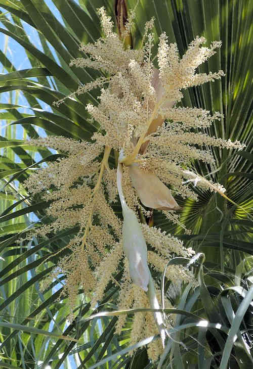 Washingtonia filifera: California Fan Palm - flowers