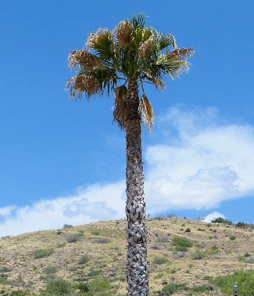 Washingtonia filifera: California Fan Palm