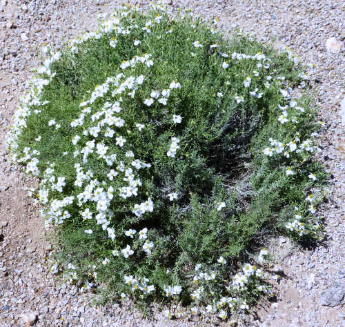 Zinnia acerosa: Desert Zinnia