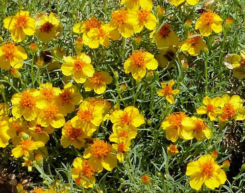 Zinnia grandiflora: Rocky Mountain Zinnia