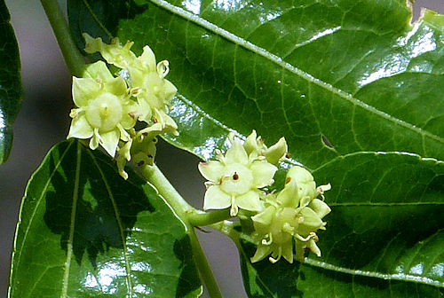 Jujube: Ziziphus jujuba - flowers