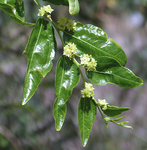 Jujube: Ziziphus jujuba - flowers