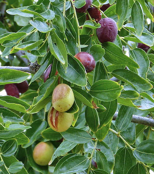 Jujube: Ziziphus jujuba - fruit